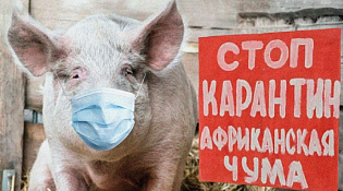 Памятка для населения «мероприятия по профилактике африканской чумы свиней»
